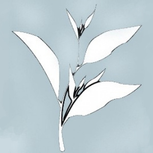 Russian Caravan Organic