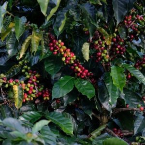 3-pack Microlot Sampler