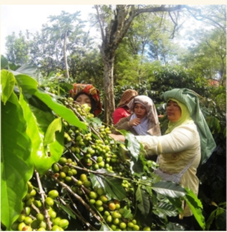 Sumatra Red Cherry Triple Picked - Image 4