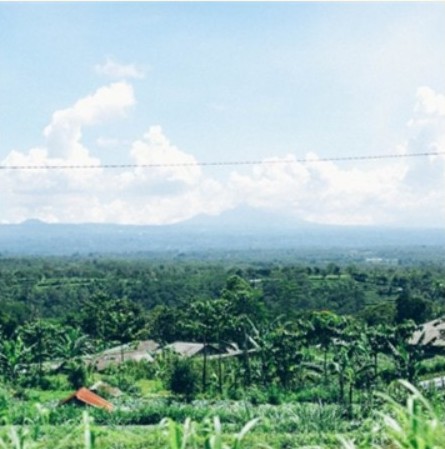 Bali Natural Micro-lot - Image 2