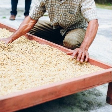 Bali Washed Organic Micro-lot - Image 4