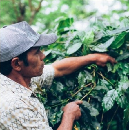 Bali Washed Organic Micro-lot - Image 3